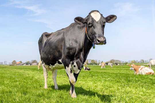 Mature cow, black and white standing, looking happy at the camera, in a green field, blue sky