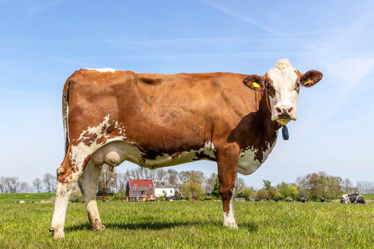 Cow full length side view, standing milk cattle red and white, a blue sky and green grassland field in the Netherlands