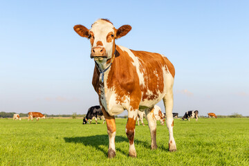 Sassy cow standing full length in front view and copy space, happy cows in background, green grass in a field and a blue sky.