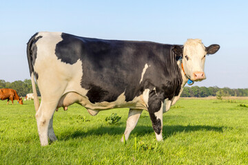 Cow milk cattle black and white, standing livestock, udder large and full and mammary veins, a green field and a blue sky