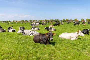 Cows lying in field, group grazing in the pasture, peaceful and sunny in Dutch landscape of flat...