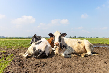 Obraz premium Cows lying in mud together, cozy together as a group in the meadow, peaceful and happy