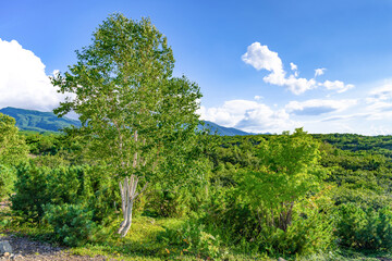 夏の北海道美瑛・富良野　望岳台の風景