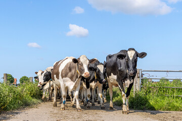 Cows approaching, towards and oncoming in a group, a herd walking on a path to the milking robot in a pasture under a blue sky - obrazy, fototapety, plakaty