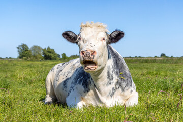 Beef cow lying down mouth open in the field, belgian blue in a pasture lying lazy, blue sky and...