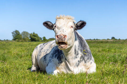 Beef cow lying down mouth open in the field, belgian blue in a pasture lying lazy, blue sky and horizon over land