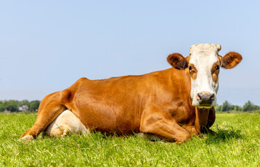 Naklejka na ściany i meble cow lying down happy relaxed and looking, udder and teat in a green field, red and white and a blue sky