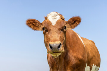 Cute cow looking at camera, head portrait, red brown fur and a blue background