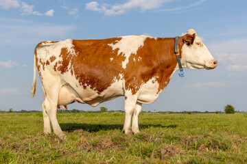 Fototapeta na wymiar Side cow udder and teat in a field, horizon over land, standing full length happy and relaxed and a bright blue sky