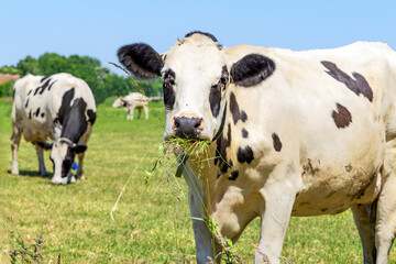Happy cow, mouthful blades of grass eating, close up black and white cow, and a blue sky