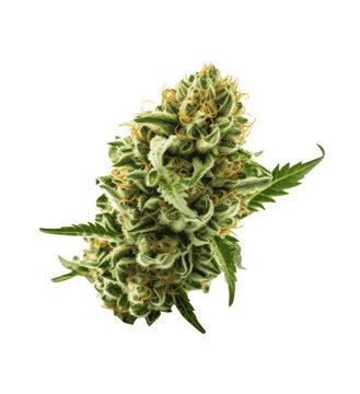 Vector Marijuana Cannabis Bud with Leaves