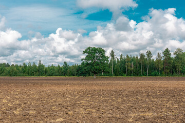Rural landscape with an old oak tree in the middle with a plowed field and a blue sky