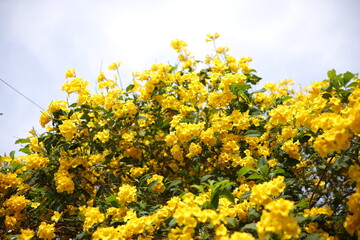 Obraz premium Yellow tecoma stans blooming at summer