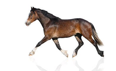 young welsh pony horse trotting on white background