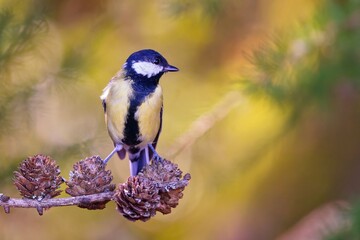 A cute great tit sits on a larch twig with cones. Parus major. Autumn scene with a titmouse. 