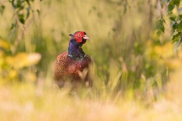 Beautiful common pheasant in the nature habitat. Wildlife scene from nature. Phasianus colchicus. beautiful male pheasant in the grass.