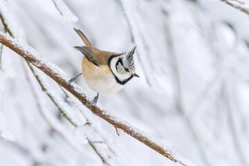 Winter scene with a beautiful crested tit . Titmouse with a crest in the nature habitat. Lophophanes cristatus