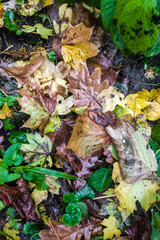 Autumn fallen leaves in autumn forest after rain