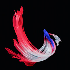 Fighting fish, long, flowing tail. The fish tail is colored like the Thai flag. Thai fighting fish, alternating white, red tail. Isolated on Black background or wallpaper. 3D Rendering.