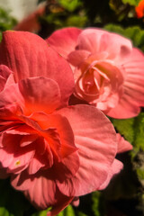 Begonia flower in the garden in pink color
