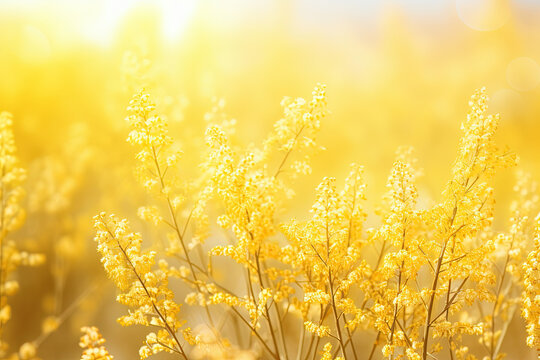 Soft goldenrod spring themed background