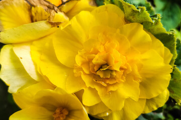 Begonia flower in the garden in yellow color