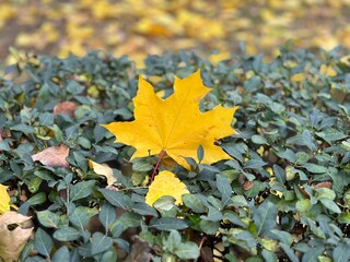 Yellow autumn maple leaf on a green bush. Autumn concept