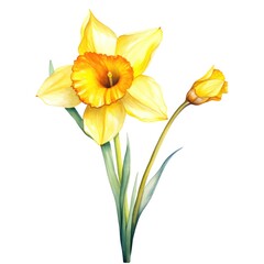 Fototapeta premium watercolor daffodil flowers illustration on a white background.