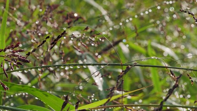 雨に濡れ水滴が付いた河川敷の植物
