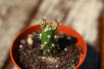Opuncja kaktus fragilis Duel opuntia