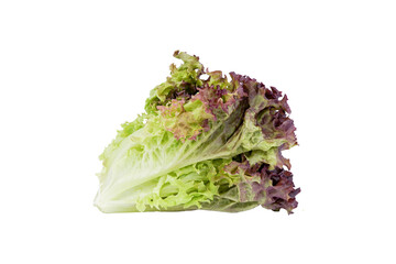 Red Oak Lettuce