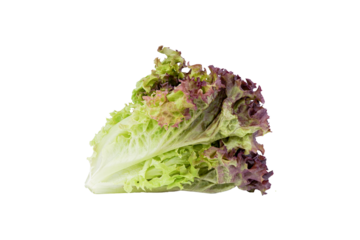 Red Oak Lettuce