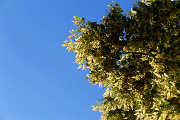 Blooming linden tree against blue sky in the summer