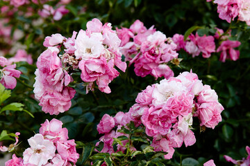 Close up of bush with pink roses blooming and faded