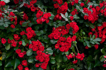 Bushes of bright red roses on a green background