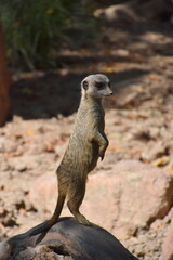 Erdmännchen streckt sich in die Höhe