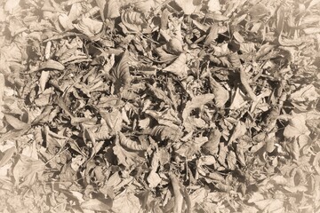 Dry leaves. Old postcard style - vintage paper sepia tone retro style.