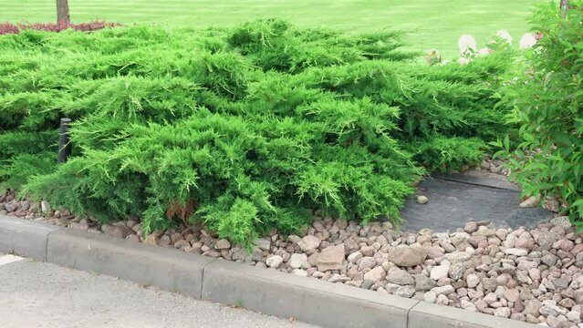 Cypress genus Juniper medium Gold Kissen in the yard pathway. Landscaping, path design. Decorative conifer Evergreen Juniperus squamata Green Carpet. Ornamental dwarf blue silver plant. Stone garden	
