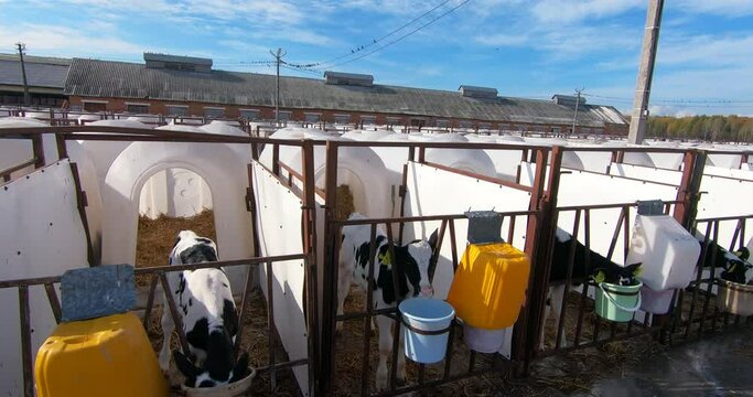 Calves on a livestock farm in white separate plastic cages. Modern white calves on a dairy farm.
