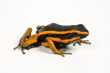 Dreistreifen-Baumsteiger // Three-striped poison frog (Ameerega trivittata / Epipedobates trivittatus)