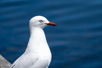Silver Seagull in a blue background