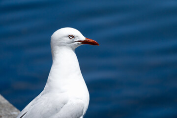 Fototapeta na wymiar Silver Seagull in a blue background