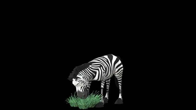 A Happy, Smiling Black And White Striped Animated Zebra Eats Grass And Swallows On A Loop While Blinking At The Camera In Contentment Against Transparent Black Background