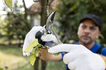 Gardener pruning trees with pruning shears.