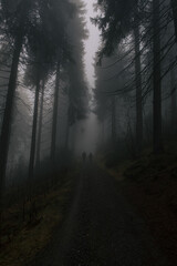 Fototapeta premium trees in the fog