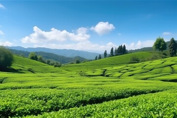 Fototapeta na wymiar tea estate rows of bushes in bright daylight