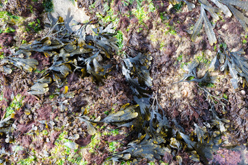 Seaweed background. Top view of the rocky coastline in Hope Gap, East Sussex. Between Seaford and Eastboune, England