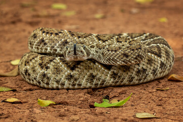 The Western diamondback rattlesnake (Crotalus atrox) is a venomous rattlesnake species found in the United States and Mexico.