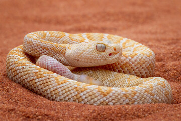 The Albino Western Diamondback Rattlesnake (Crotalus atrox) is a venomous rattlesnake species found in the United States and Mexico.