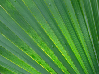 Obraz premium The veins of a plant creating a pattern of lines and texture.